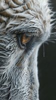 Extreme close-up of white owl eye with detailed feather texture showing amber iris and intricate plumage patterns against dark background. Artistic wildlife photography.