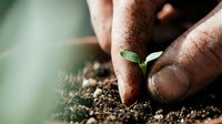 Hands gently protecting young green seedling sprouting from rich dark soil. Concept of growth, new life, environmental care and sustainable agriculture.