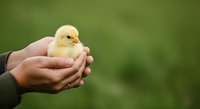 Newborn yellow chick held gently in human hands against soft green blurred background, representing care, agriculture, and new life for farming and animal husbandry concepts.