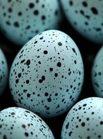 Speckled bird eggs with natural spotted pattern in soft blue green color close-up macro photography for Easter spring nature wildlife ornithology concepts.
