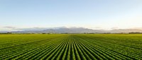 Young green crop rows stretching toward distant mountains under clear sky, representing agriculture, farming, and sustainable food production for commercial use.