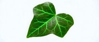 Ivy leaf with detailed veins isolated on white background, suitable for botanical designs, nature graphics, and educational materials.