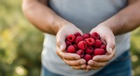 Close-up of male hands holding fresh red raspberries outdoors in natural daylight. Farmer or gardener displaying harvested berries for agriculture, farming, food production, or healthy eating concepts.