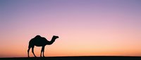 Silhouette of a camel standing in desert landscape during golden hour sunset with warm pink and orange sky gradient, suitable for travel and nature backgrounds.