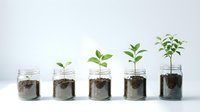 Young green plants growing in glass jars with soil showing stages of seedling development and growth progression for gardening concepts.