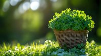 Fresh green clover plants growing in wicker basket on spring grass meadow with soft bokeh background and morning sunlight. Natural St Patrick's day concept.