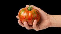 Hand holding a ripe striped heirloom tomato, isolated on transparent background, ready for stickers, print on demand, T-shirt design, and clipart use.