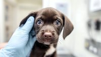 Veterinarian in blue medical gloves examining adorable chocolate brown puppy during health checkup at animal clinic for pet care and wellness.