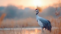 Majestic grey crowned crane standing in wetland at golden sunset, soft focus nature photography with blurred background and warm tones creates serene atmosphere.
