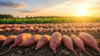 Fresh sweet potatoes harvested from organic farm field during golden sunset hour with rows of crops stretching toward horizon in agricultural landscape.