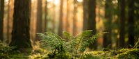 Young green fern growing in sunlit forest with warm golden light filtering through trees creating peaceful natural woodland atmosphere.
