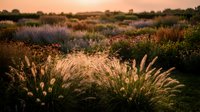 Golden ornamental grasses swaying in warm sunset light with purple lavender and mixed perennial plants creating peaceful garden landscape at dusk.