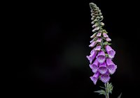 Purple foxglove flower spike with spotted bell-shaped blooms against dark background, dramatic nature photography highlighting delicate floral details and patterns.