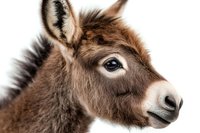 Close up portrait of brown baby donkey with soft fuzzy fur showing gentle expression and large eye against white background, suitable for animal welfare campaigns.