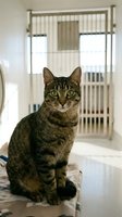 Tabby cat sitting in modern veterinary clinic examination room with metal cage in background for pet healthcare and medical treatment concepts.