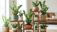 Indoor plant collection featuring ZZ plants in terracotta and wicker planters arranged on wooden shelves in bright modern living room interior.