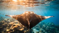 Majestic manta ray gliding gracefully through crystal clear tropical waters above vibrant coral reef with golden sunlight filtering from surface above.