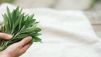 Fresh green herb bunch held in hand against blurred background, suitable for culinary, wellness, and organic product marketing materials.