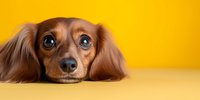 Long-haired Dachshund puppy with expressive blue eyes lying down against vibrant yellow background, looking up with innocent expression. Pet portrait in minimal style.