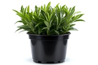 Fresh green dracaena plant with pointed leaves growing in black plastic nursery pot, isolated on white background for gardening and home decor projects.