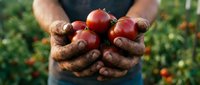 Farmer's hands holding fresh ripe red tomatoes in garden, organic farming harvest concept for healthy food and agriculture marketing materials.