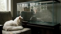 White fluffy cat lying on cushion beside empty aquarium tank by window with natural sunlight, domestic pet relaxation scene for home decor and animal lifestyle content.