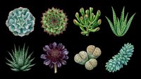 Succulent plants collection isolated on transparent background, ready for t-shirt design, clipart, stickers, print-on-demand products and sublimation projects.