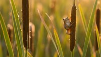 Frog clinging to cattail stem in marsh wetland habitat with green reeds and golden sunlight filtering through vegetation.