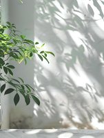Fresh green plant leaves casting natural shadows on white wall, creating minimalist composition with soft morning light and marble surface. Peaceful home interior design.