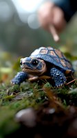 Young box turtle walking on forest floor with moss and fallen leaves, captured in close-up with shallow depth of field and soft bokeh background lighting.