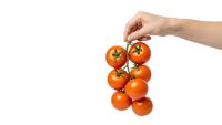 Hand holding fresh red cherry tomatoes on vine isolated on white background for healthy cooking and organic food concepts.