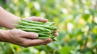 Farmer hands holding fresh green beans harvested from garden with blurred natural background, suitable for agriculture, organic produce, and farming content.