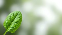 Fresh green leaf with detailed veins against soft blurred natural background. Organic growth, environmental concept for eco-friendly designs and nature themes.