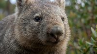 Close-up portrait of adorable wombat face with soft brown fur and dark eyes in natural Australian bush habitat for wildlife photography and nature content.