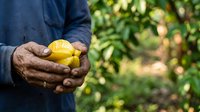 Farmer holding freshly harvested yellow lemon in hands against blurred orchard background, agricultural harvest and citrus farming concept for food production and agriculture industry.