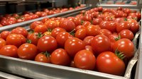 Fresh ripe red tomatoes on display in grocery store produce section, arranged in metal bins. Close up view showing texture and natural shine of vegetables.