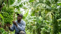 Male farmer of African descent harvesting fresh bananas in tropical plantation, holding large bunch of green fruit among lush foliage for agricultural and farming industry use.