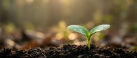 Young green seedling emerging from dark fertile soil with morning sunlight and bokeh background representing new life, growth, and environmental sustainability.