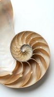 Nautilus shell cross-section showing spiral chambers and golden ratio geometry on white background for educational and design projects.
