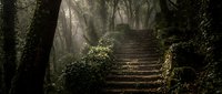 Ancient stone stairway ascending through misty forest with moss-covered trees and atmospheric lighting creating mysterious woodland pathway.