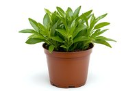 Fresh green dracaena plant growing in brown plastic pot with soil, isolated on white background. Decorative houseplant for interior design and home decor.