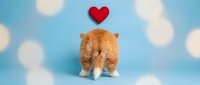Adorable orange tabby kitten from behind with red heart above on blue background with white bokeh lights for Valentine's Day greeting cards and pet love concepts.