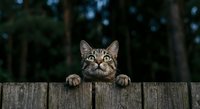 Adorable tabby kitten peeking over wooden fence with bright green eyes in natural outdoor setting for pet and animal themed designs.