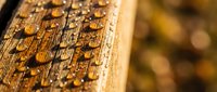 Water droplets on golden wood surface with natural grain texture and warm bokeh background for nature and material design projects.