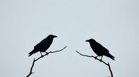 Two black bird silhouettes perched on bare branches against gray sky creating minimalist nature composition for wildlife and ornithology designs.