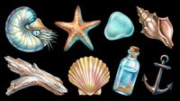Nautical sea shells, starfish, anchor, driftwood and bottle isolated on transparent background, ready for t-shirt design, clipart, stickers, print-on-demand products and sublimation projects.
