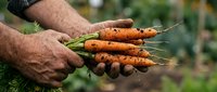 Farmer hands holding fresh organic carrots with green tops just harvested from garden soil. Sustainable agriculture and healthy eating concept.