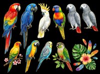 Colorful tropical parrots clipart set isolated on transparent background, ready for t-shirt design, stickers, print on demand, and sublimation crafts.