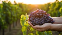 Hands holding fresh purple grapes in vineyard at sunset. Harvest season concept for winemaking, agriculture and organic farming business.