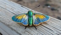 Vibrant metallic green moth with blue and yellow wings spread wide on weathered wooden surface, displaying intricate wing patterns and delicate antennae in macro photography.